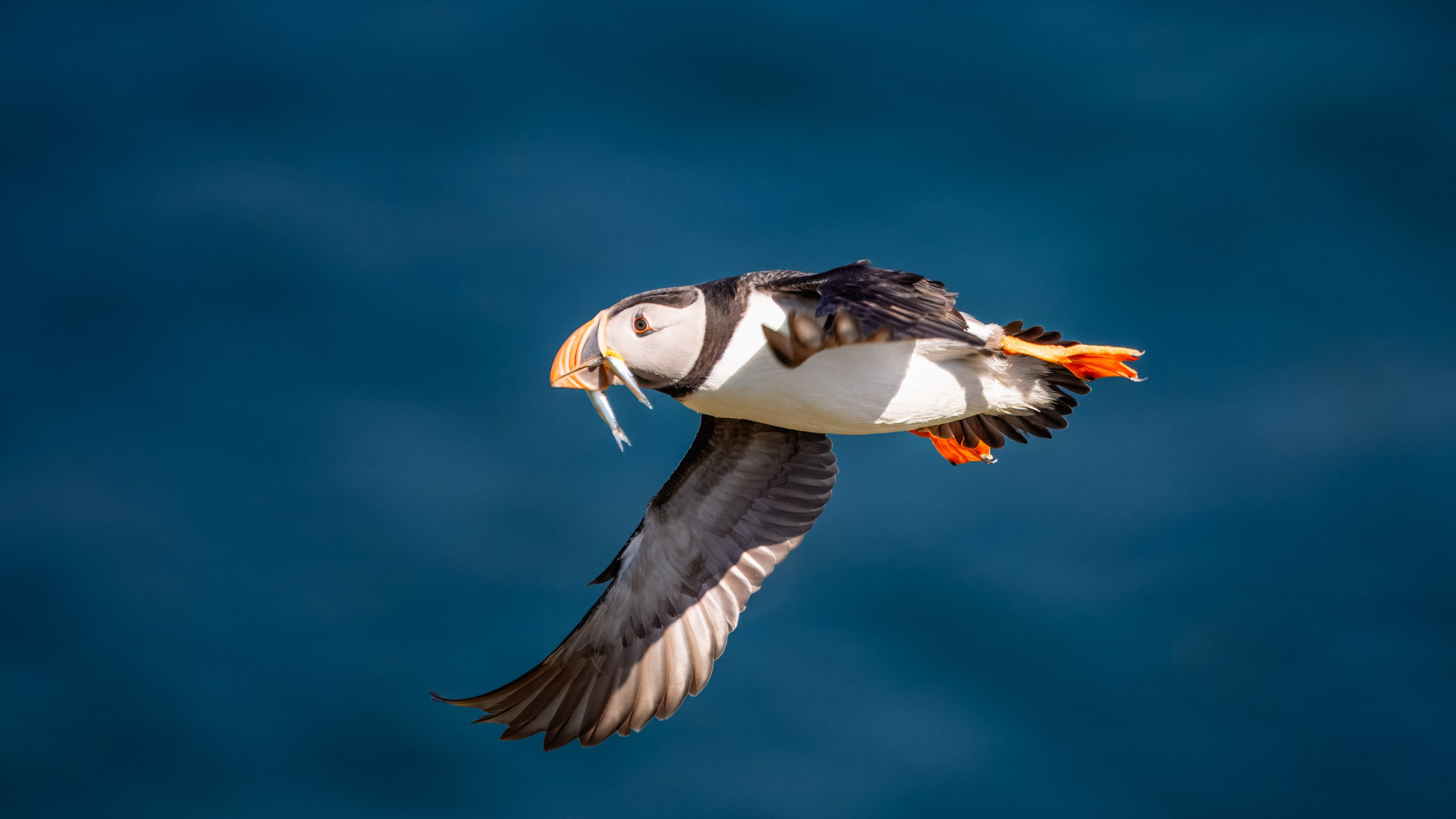 Wild Puffin Catching Fish Above Blue Sea 4k Wallpaper | PixieWall